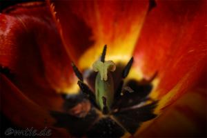 Details einer Tulpenblüte