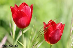 Tulpen im Gras